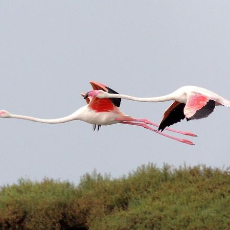 El Remanso III Leilighet La Manga del Mar Menor Eksteriør bilde